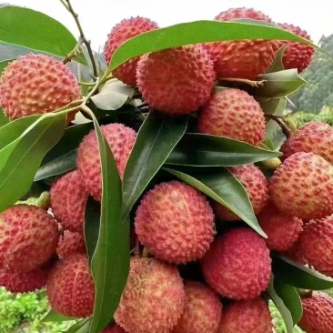 从化桂味荔枝