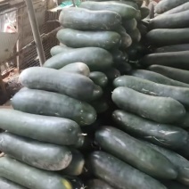 广东冬瓜