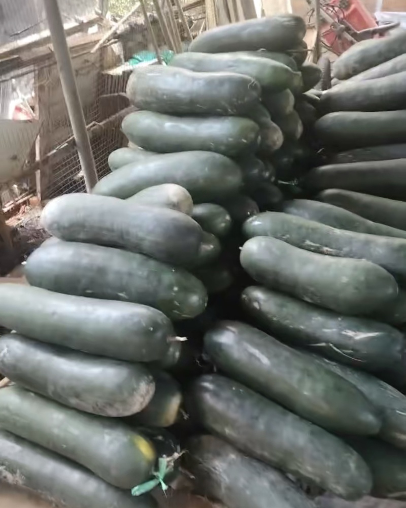 广东冬瓜