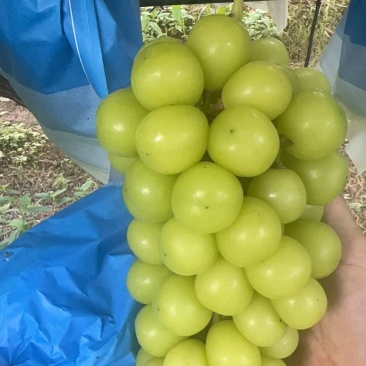 25年阳光玫瑰葡萄