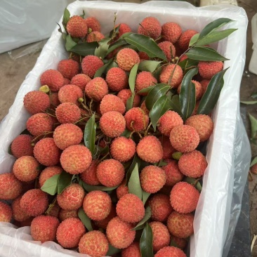 广东高州桂味荔枝