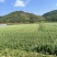 小金豆