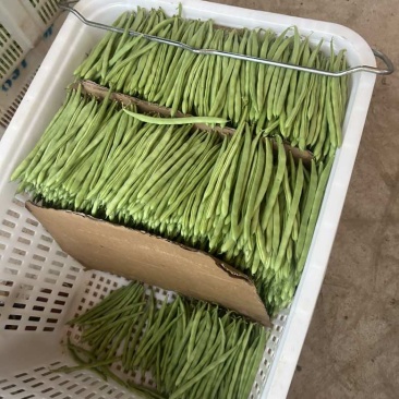 小金豆