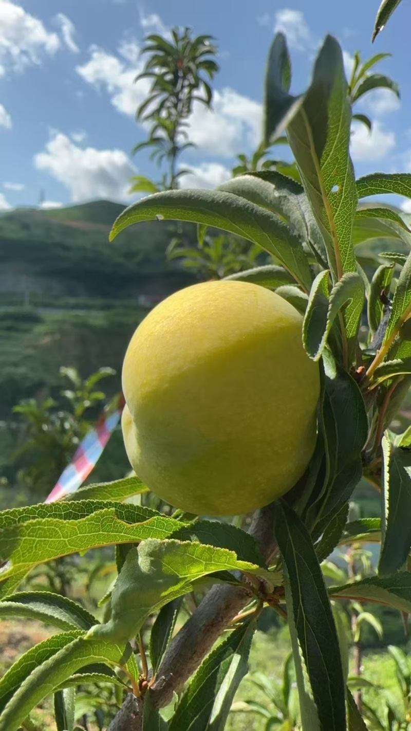 六马正宗蜂糖李