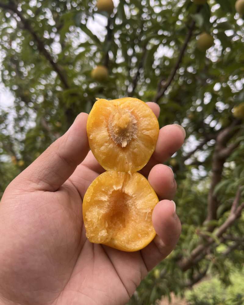 林州本地大黄李，离核，一掰两半，糖分含量很高