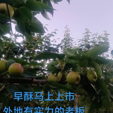 云南省红河泸西县高原梨