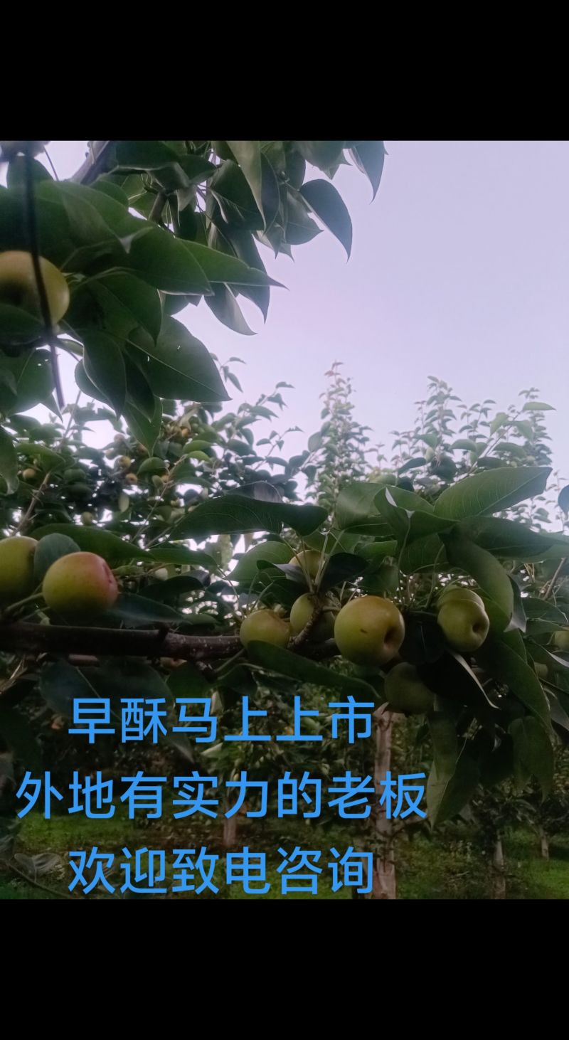云南省红河泸西县高原梨