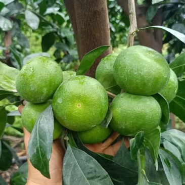 橘子全网一件代发