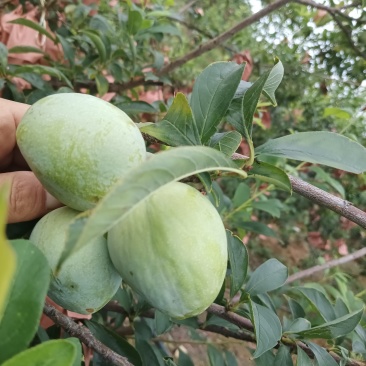 黄金耐李