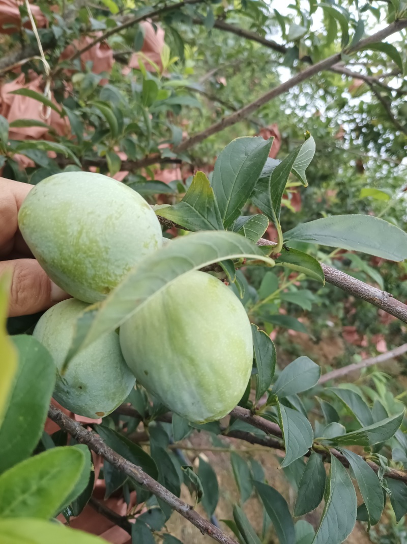 黄金耐李