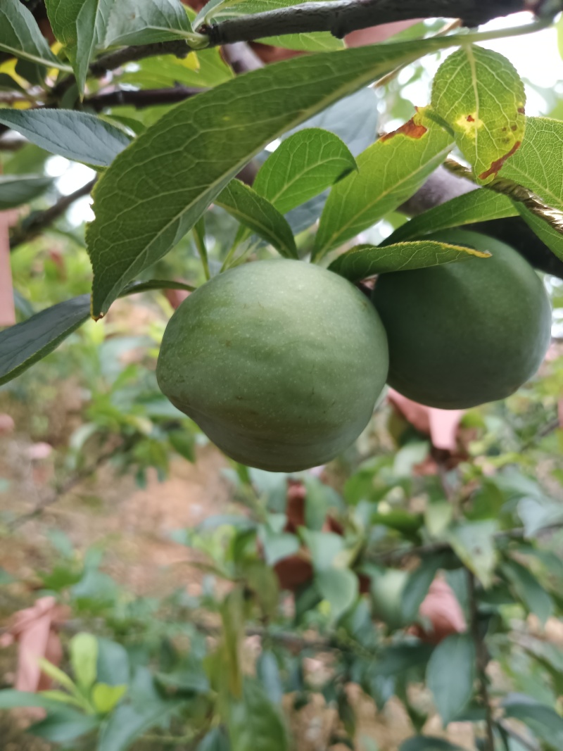黄金耐李