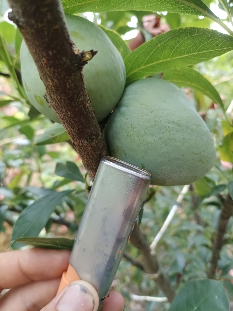 黄金耐李