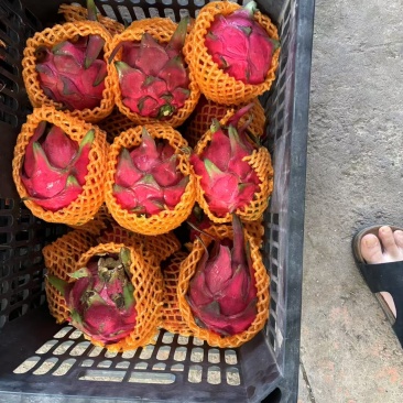 金都一号火龙果