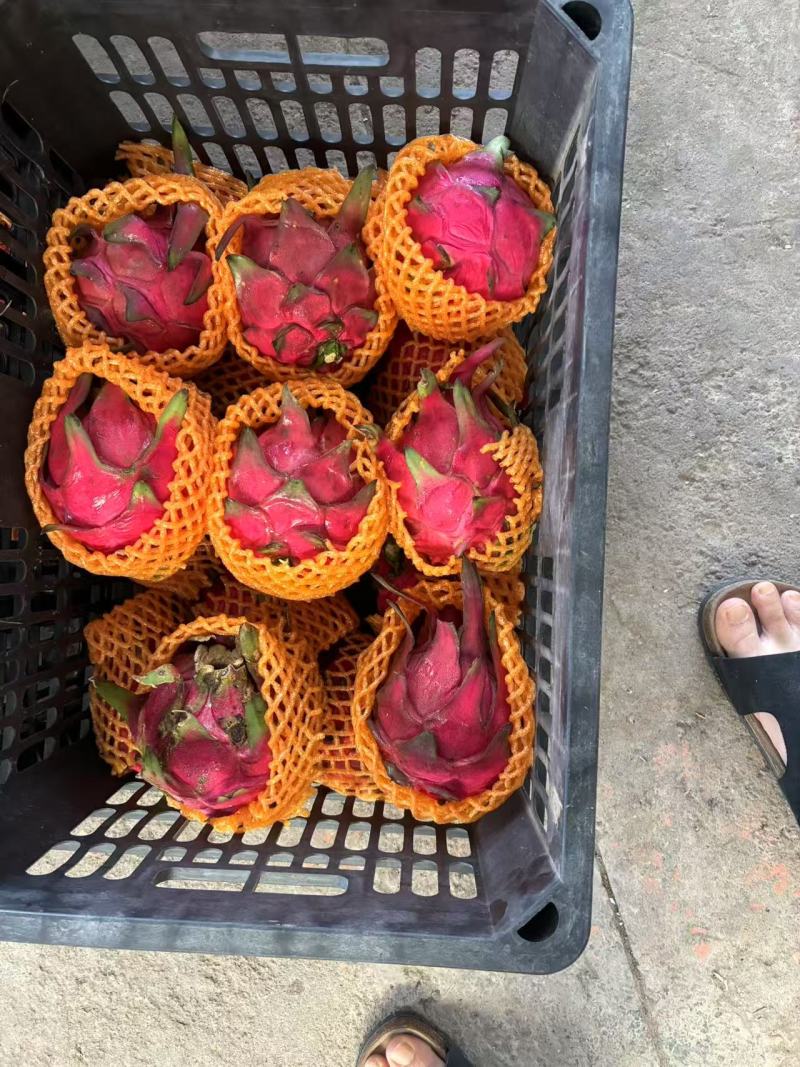 金都一号火龙果