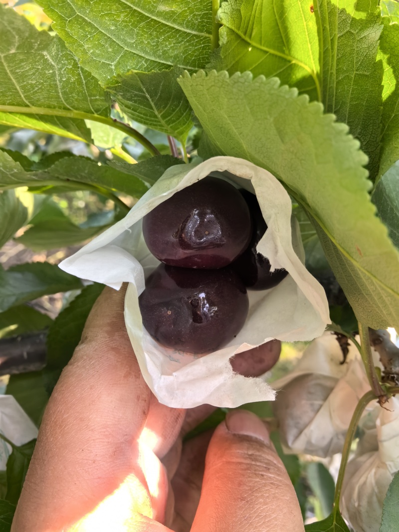 汉源套袋黑珍珠