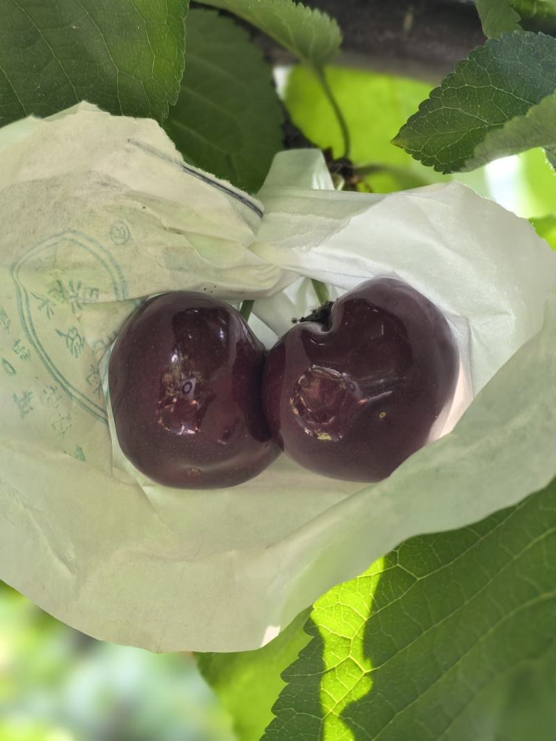 汉源套袋黑珍珠