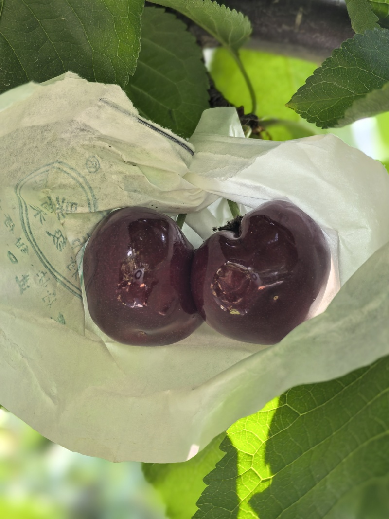 汉源套袋黑珍珠