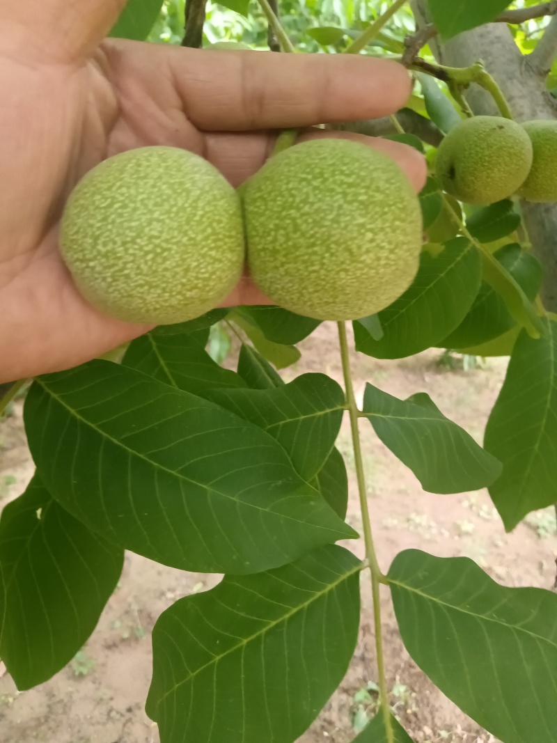 青皮核桃