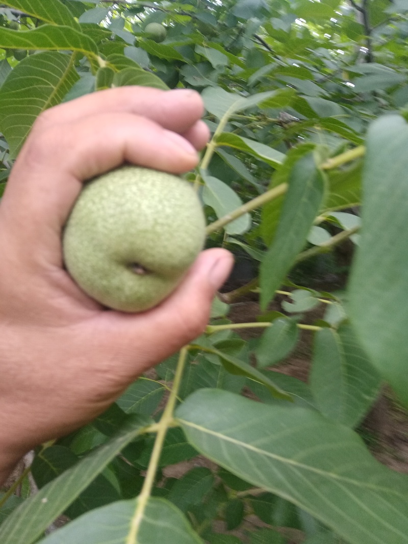 青皮核桃