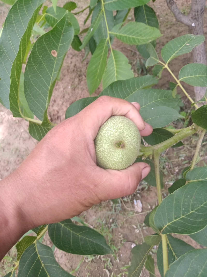 青皮核桃