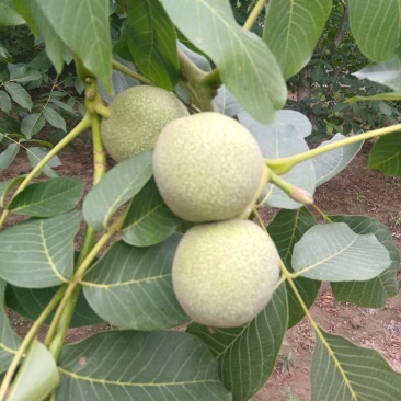 青皮核桃