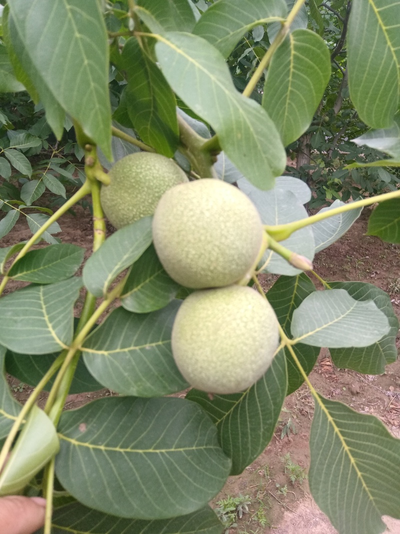 青皮核桃