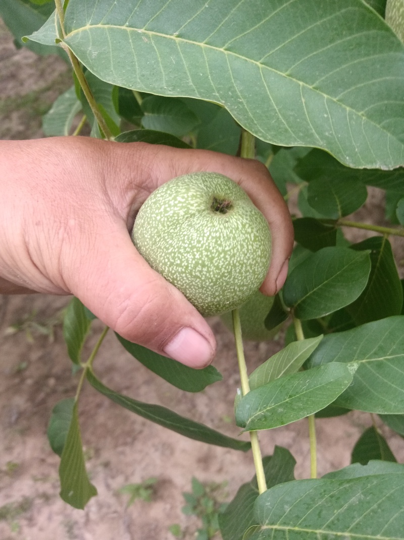 青皮核桃