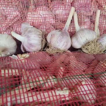 有需要蒜黄料蒜种的联系我