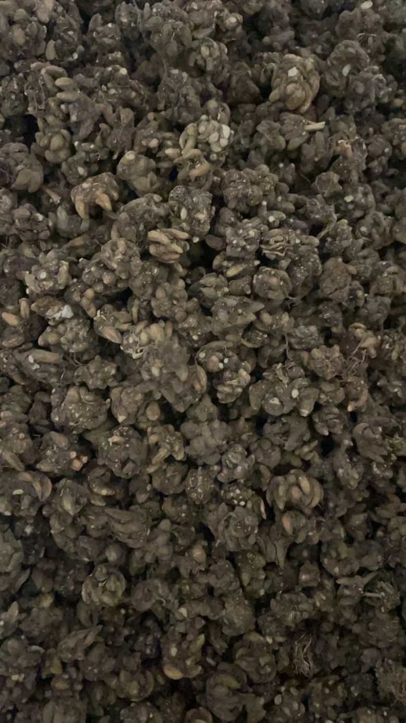 猫爪草产地直发黄皮黑皮黄皮尖爪黑皮尖爪