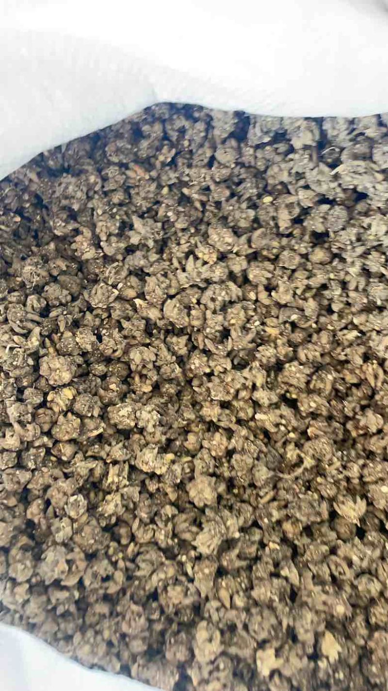 猫爪草产地直发黄皮黑皮黄皮尖爪黑皮尖爪