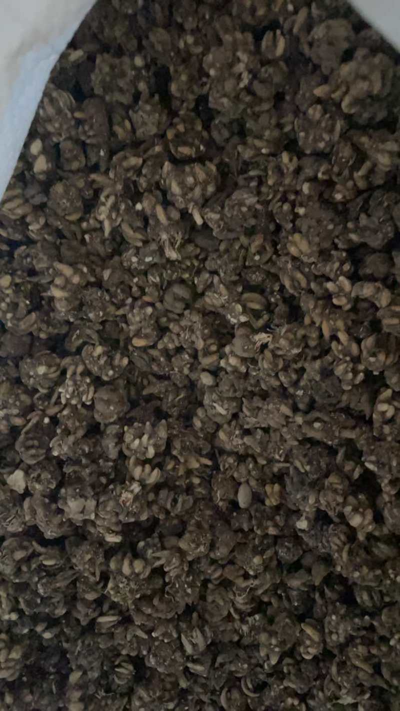 猫爪草产地直发黄皮黑皮黄皮尖爪黑皮尖爪