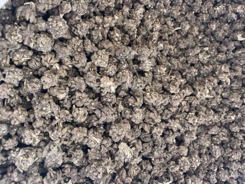 猫爪草产地直发黄皮黑皮黄皮尖爪黑皮尖爪
