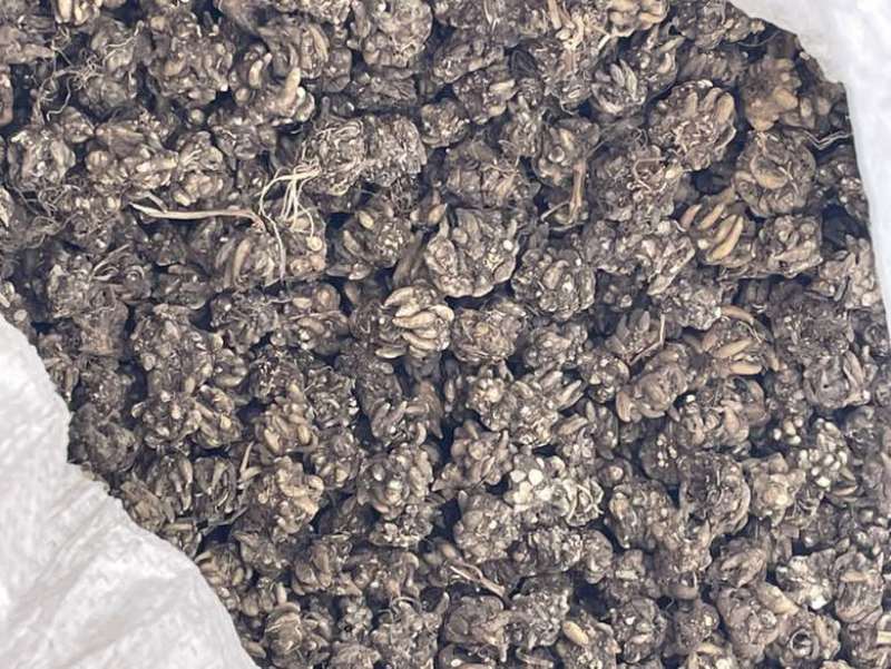 猫爪草产地直发黄皮黑皮黄皮尖爪黑皮尖爪