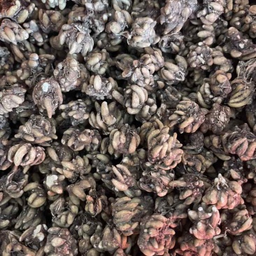 猫爪草产地直发黄皮黑皮黄皮尖爪黑皮尖爪