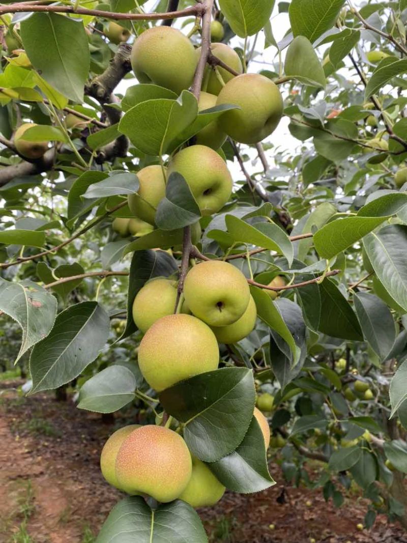 泸西高原丁香梨（早白蜜）皮薄肉嫩，基地代发品质保证