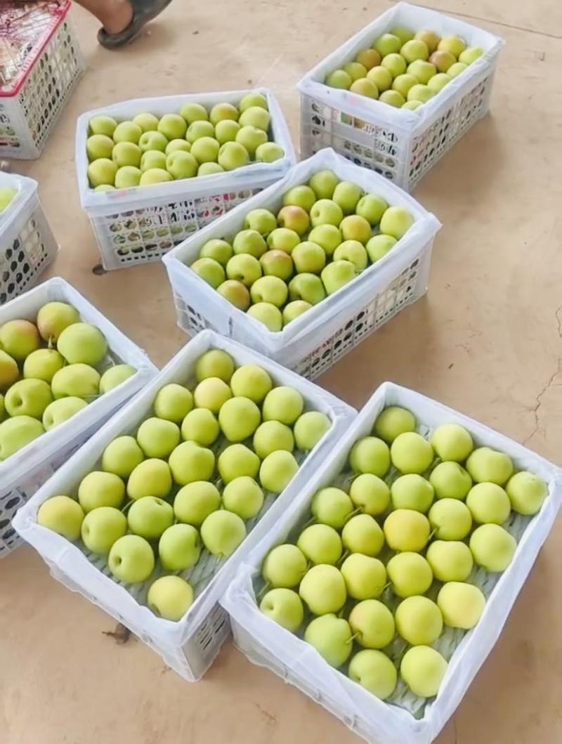 泸西高原丁香梨（早白蜜）皮薄肉嫩，基地代发品质保证
