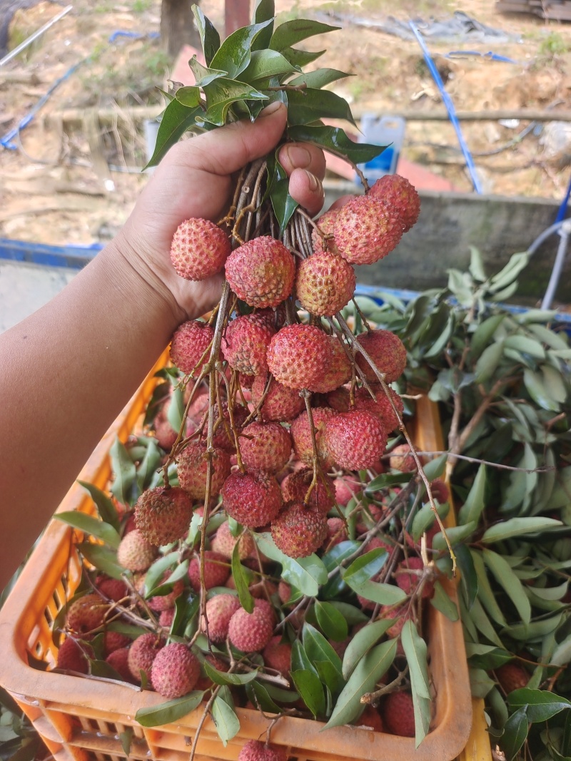 生鲜增城桂味荔枝