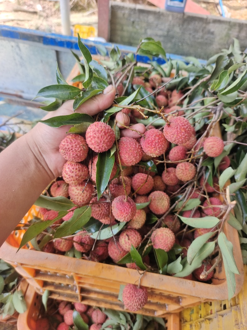 生鲜增城桂味荔枝