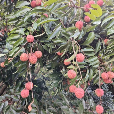 生鲜增城桂味荔枝
