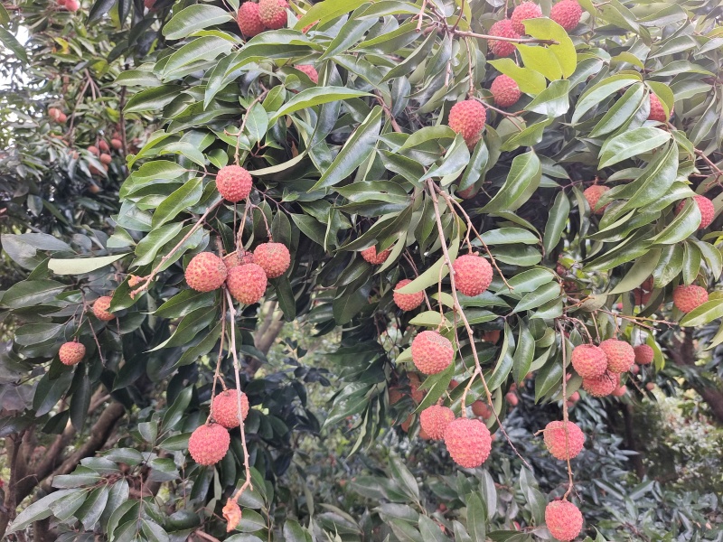 生鲜增城桂味荔枝