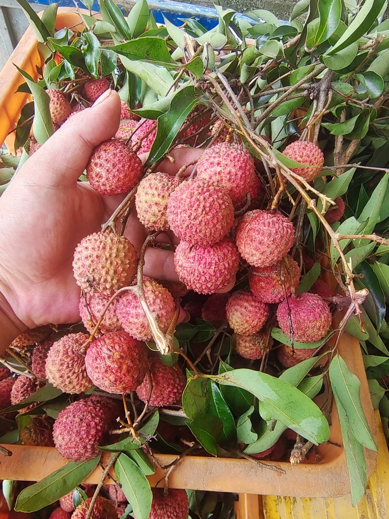 生鲜增城桂味荔枝