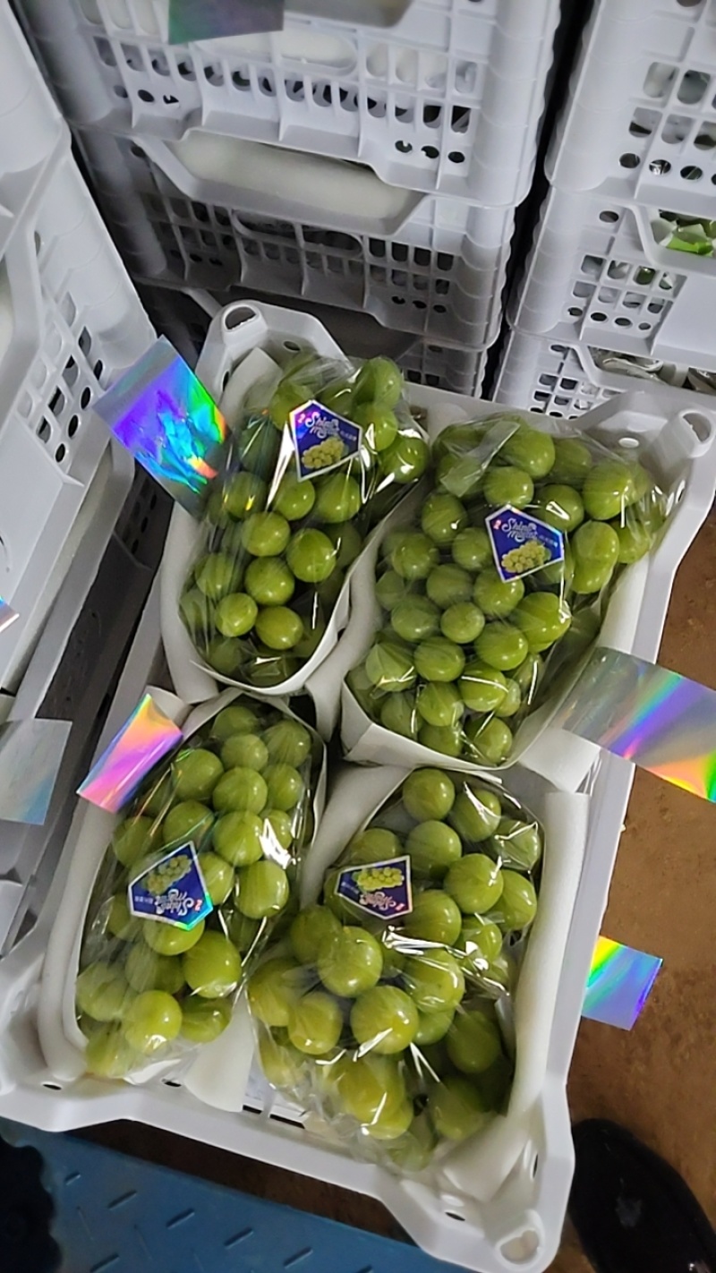 云南阳光玫瑰葡萄