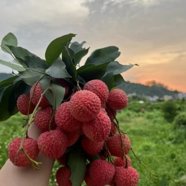 从化桂味荔枝