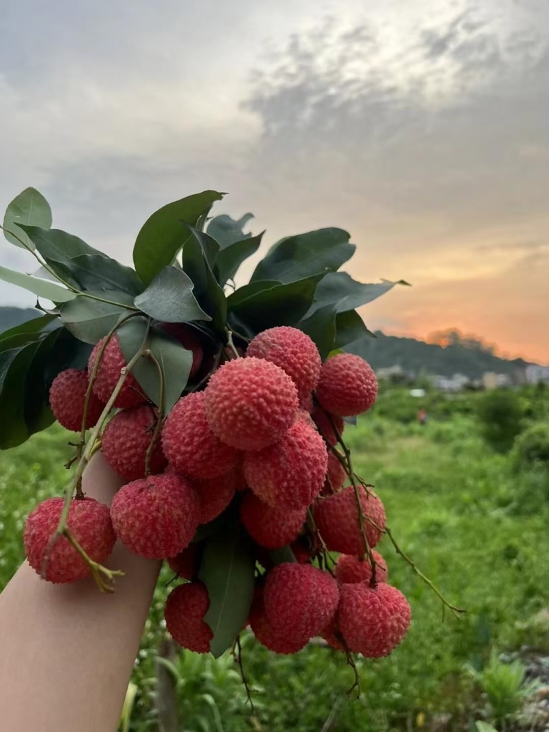 从化桂味荔枝