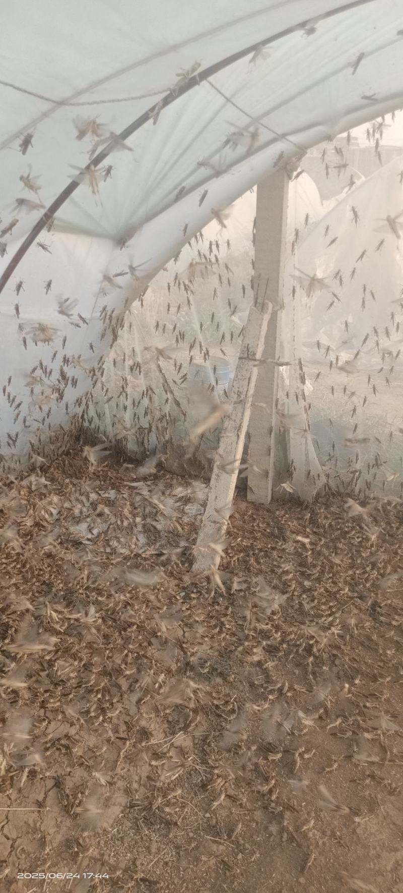 蚂蚱