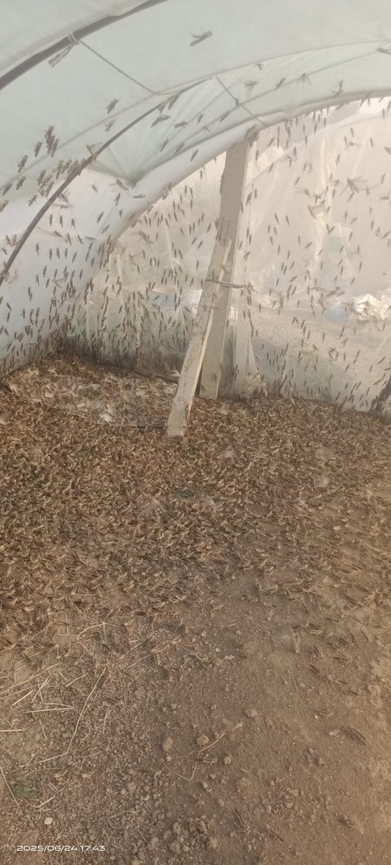 蚂蚱