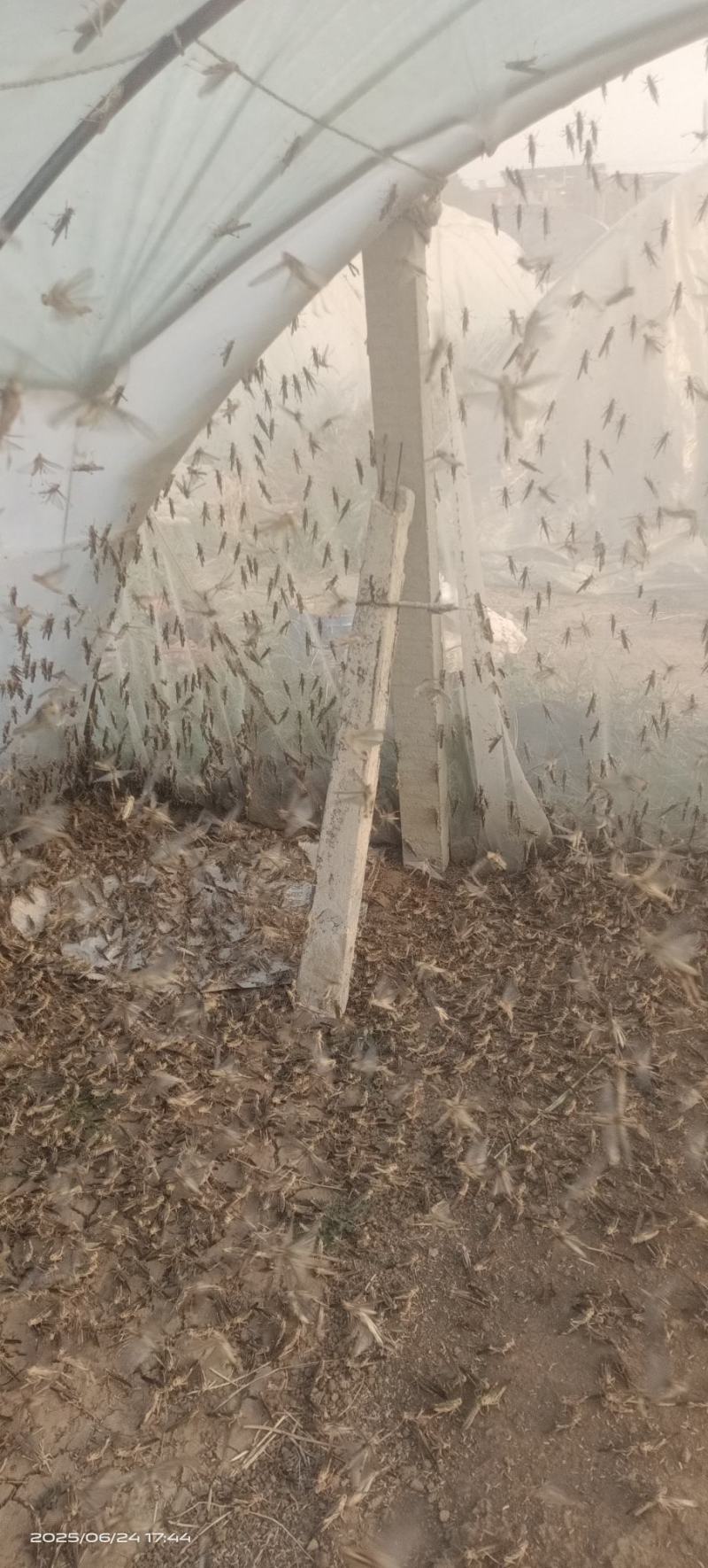 蚂蚱
