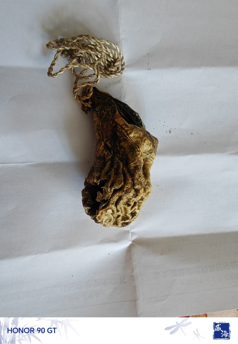狗宝，天然狗宝，专家鉴定过
