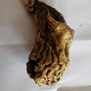 狗宝，天然狗宝，专家鉴定过