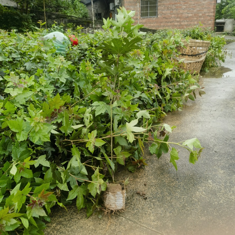 枫香袋苗基地直售